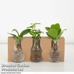 Hydroponic Collection Trio -NAOMI Plant Shop HYDR COLL D