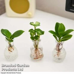 Hydroponic Collection Trio -NAOMI Plant Shop HYDR COLL E