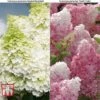 Hydrangea Paniculata Duo