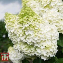 Hydrangea Paniculata Duo -NAOMI Plant Shop HYDR KB6285 c