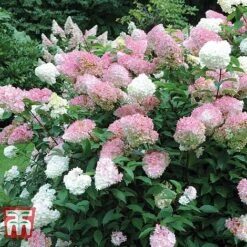 Hydrangea Paniculata Duo -NAOMI Plant Shop HYDR KB6285 d