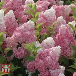 Hydrangea Paniculata Duo -NAOMI Plant Shop HYDR KB6285 e