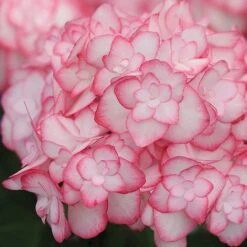 Hydrangea Macrophylla 'Miss Saori' -NAOMI Plant Shop HYDR T56211 B h