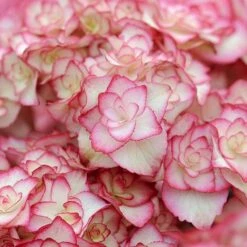 Hydrangea Macrophylla 'Miss Saori' -NAOMI Plant Shop HYDR T56211 D h