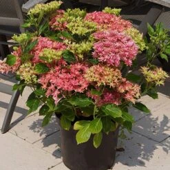Hydrangea 'Princess Diana' -NAOMI Plant Shop HYDR T79155 B1