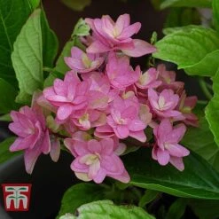 Hydrangea 'Princess Diana' -NAOMI Plant Shop HYDR T79155 E