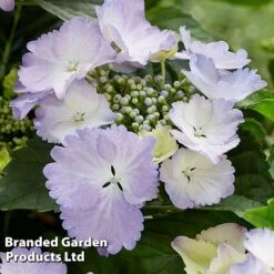 Hydrangea 'Angel Wings Blue' -NAOMI Plant Shop HYDR ANGELWING S35322