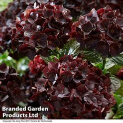 Hydrangea 'Burning Hot'