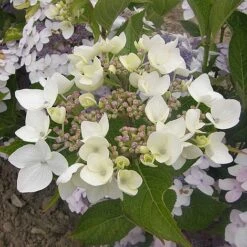 Hydrangea 'Cloudi' -NAOMI Plant Shop HYDR CLOUDI S45794 NOW