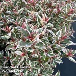 Hydrangea Serrata 'Euphoria Pink' -NAOMI Plant Shop HYDR EUPHORIAP S47738