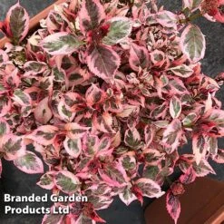 Hydrangea Serrata 'Euphoria Pink' -NAOMI Plant Shop HYDR EUPHORIAP S47742