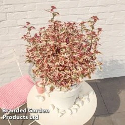 Hydrangea Serrata 'Euphoria Pink' -NAOMI Plant Shop HYDR EUPHORIAP S49580