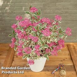 Hydrangea Serrata 'Euphoria Pink' -NAOMI Plant Shop HYDR EUPHORIAP S49581