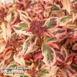 Hydrangea Serrata 'Euphoria Pink' -NAOMI Plant Shop HYDR EUPHORIAP S49583