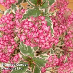 Hydrangea Serrata 'Euphoria Pink' -NAOMI Plant Shop HYDR EUPHORIAP S49585