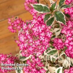 Hydrangea Serrata 'Euphoria Pink' -NAOMI Plant Shop HYDR EUPHORIAP S49586