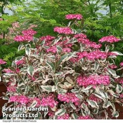 Hydrangea Serrata 'Euphoria Pink' -NAOMI Plant Shop HYDR EUPHPINK T44128