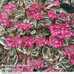 Hydrangea Serrata 'Euphoria Pink' -NAOMI Plant Shop HYDR EUPHPINK T44130