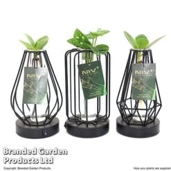 Hydroponic Collection In Turin Glass -NAOMI Plant Shop HYDR LEDTURING T49858