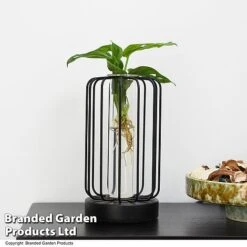 Hydroponic Collection In Turin Glass -NAOMI Plant Shop HYDR LEDTURING T49863