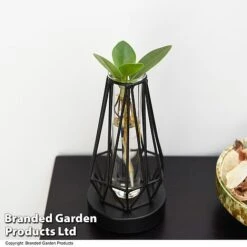 Hydroponic Collection In Turin Glass -NAOMI Plant Shop HYDR LEDTURING T49865