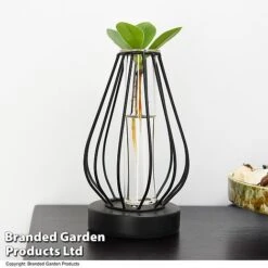 Hydroponic Collection In Turin Glass -NAOMI Plant Shop HYDR LEDTURING T49867