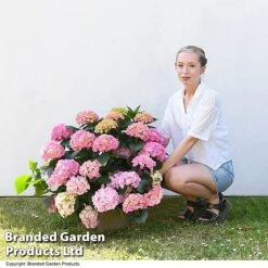 Hydrangea Macrophylla 'Pink' -NAOMI Plant Shop HYDR MACPINK7L T50414