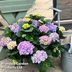 Hydrangea Macrophylla 'Blue' -NAOMI Plant Shop HYDR MACRBLUE S50294