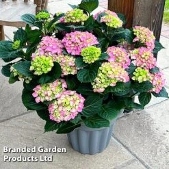 Hydrangea Macrophylla 'Pink' -NAOMI Plant Shop HYDR MACRPINK S50285