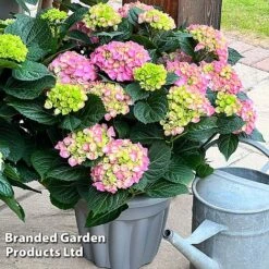 Hydrangea Macrophylla 'Pink' -NAOMI Plant Shop HYDR MACRPINK S50286