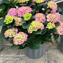 Hydrangea Macrophylla 'Pink' -NAOMI Plant Shop HYDR MACRPINK S50287