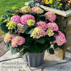 Hydrangea Macrophylla 'Pink' -NAOMI Plant Shop HYDR MACRPINK S50289