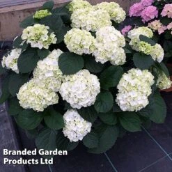 Hydrangea Macrophylla 'White' -NAOMI Plant Shop HYDR MACRWHITE S50278