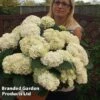 Hydrangea Macrophylla 'White'