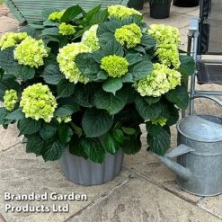 Hydrangea Macrophylla 'White' -NAOMI Plant Shop HYDR MACRWHITE S50282