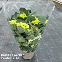 Hydrangea Macrophylla 'White' -NAOMI Plant Shop HYDR MACRWHITE S50283
