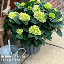 Hydrangea Macrophylla 'White' -NAOMI Plant Shop HYDR MACRWHITE S5081