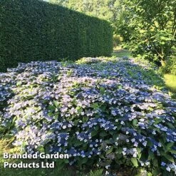 Hydrangea Serrata 'Magic Pillow' -NAOMI Plant Shop HYDR MAGICPILL S34980