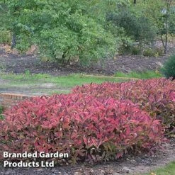 Hydrangea Serrata 'Magic Pillow' -NAOMI Plant Shop HYDR MAGICPILL S34981