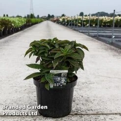 Hydrangea Serrata 'Magic Pillow' -NAOMI Plant Shop HYDR MAGICPILL S45818