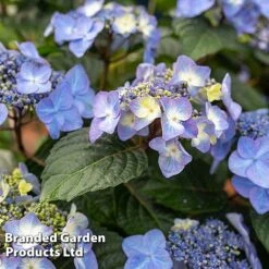 Hydrangea 'Endless Summer POP STAR' -NAOMI Plant Shop HYDR POPSTARBL S48097