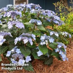 Hydrangea 'Endless Summer POP STAR' -NAOMI Plant Shop HYDR POPSTARBL S48100