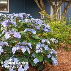 Hydrangea 'Endless Summer POP STAR' -NAOMI Plant Shop HYDR POPSTARBL S48101