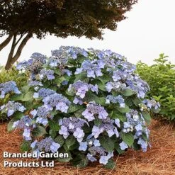 Hydrangea 'Endless Summer POP STAR' -NAOMI Plant Shop HYDR POPSTARBL S48102