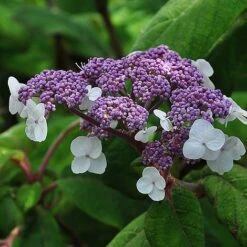 Hydrangea Aspera 'Sargentiana' -NAOMI Plant Shop HYDR SARGENTIA S45790 NOW