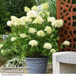 Hydrangea Paniculata 'Skyfall'