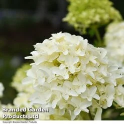 Hydrangea Paniculata 'Skyfall' -NAOMI Plant Shop HYDR SKYFALL T50956