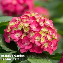 Hydrangea Macrophylla 'Endless Summer- Summer Love'