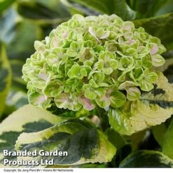 Hydrangea Macrophylla 'Sunshine Amy' -NAOMI Plant Shop HYDR SUNSHIAMY S44097