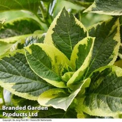 Hydrangea Macrophylla 'Sunshine Amy' -NAOMI Plant Shop HYDR SUNSHIAMY S44100